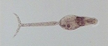 Cercaria